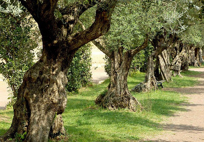 Villa Adriana