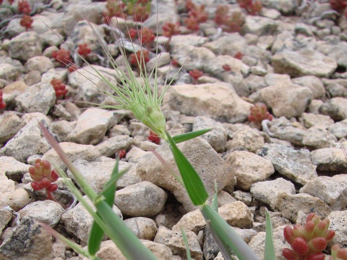 Aegilops geniculata