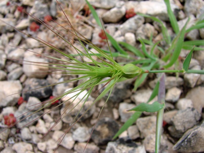 AEGILOPS GENICULATA Roth – mnohoštět vejčitý / mnohoštet