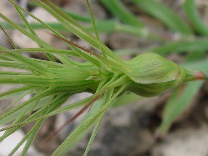 Aegilops geniculata