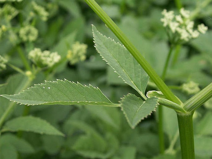 Aegopodium podagraria