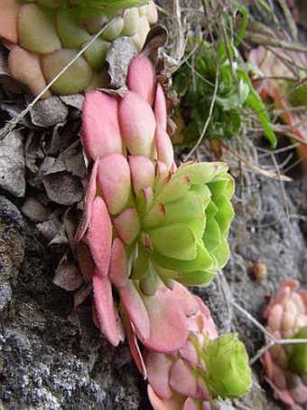 Aeonium glandulosum