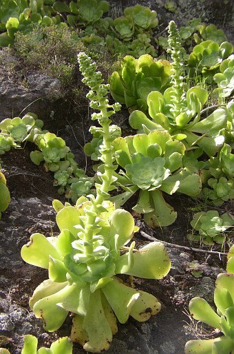 Aeonium canariense