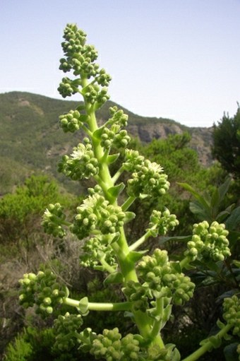 Aeonium canariense