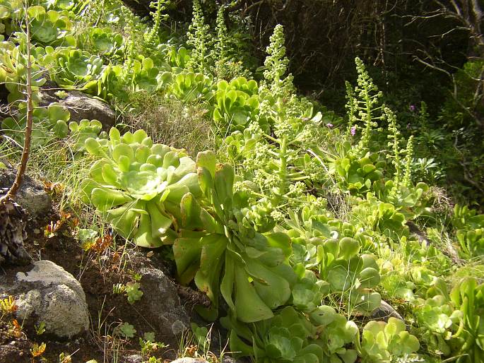 AEONIUM CANARIENSE (L.) Webb et Berthel.