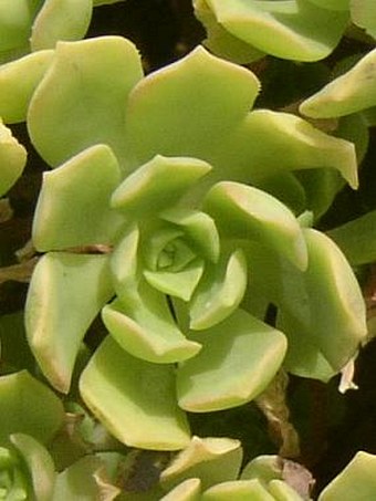 Aeonium castello-paivae