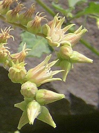 Aeonium castello-paivae