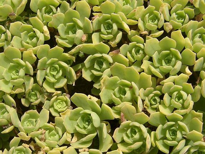 Aeonium castello-paivae