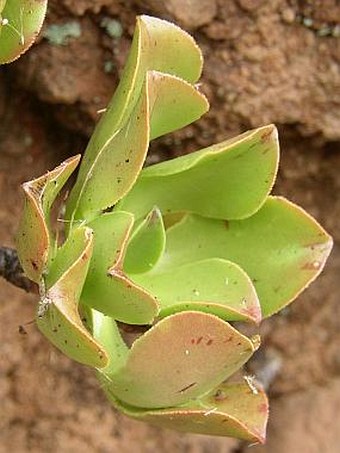 Aeonium glutinosum