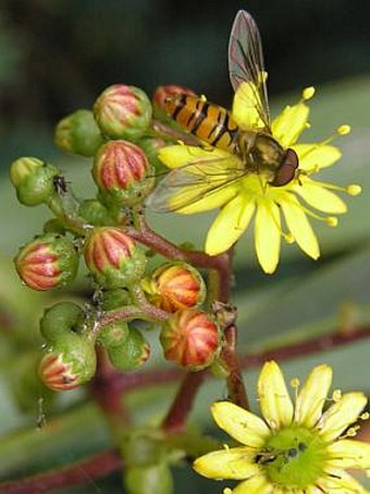 Aeonium glutinosum