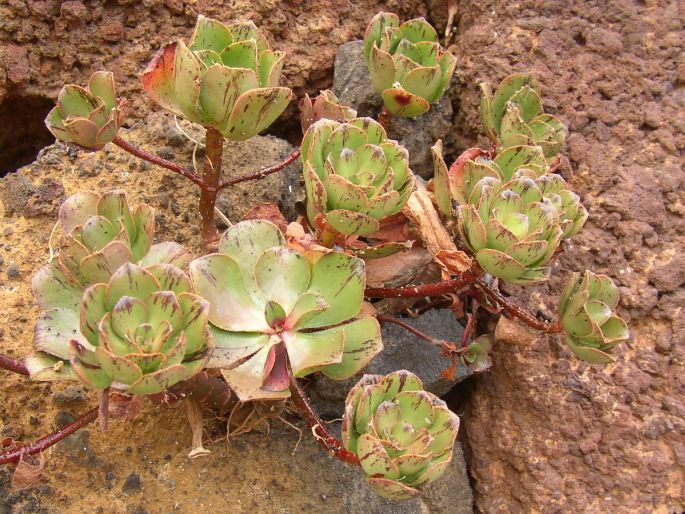 Aeonium glutinosum
