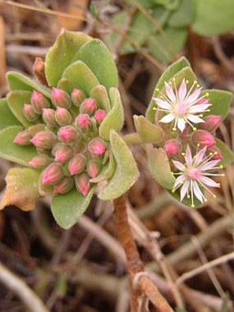 Aeonium goochiae