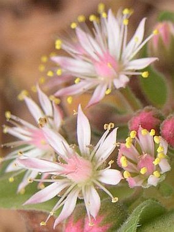 Aeonium goochiae