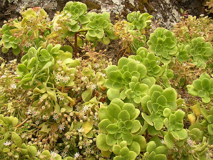 Aeonium goochiae