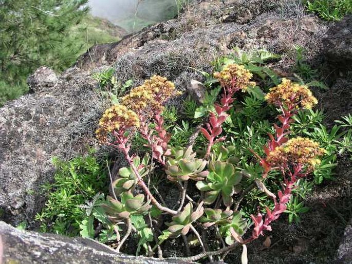 Aeonium gorgoneum