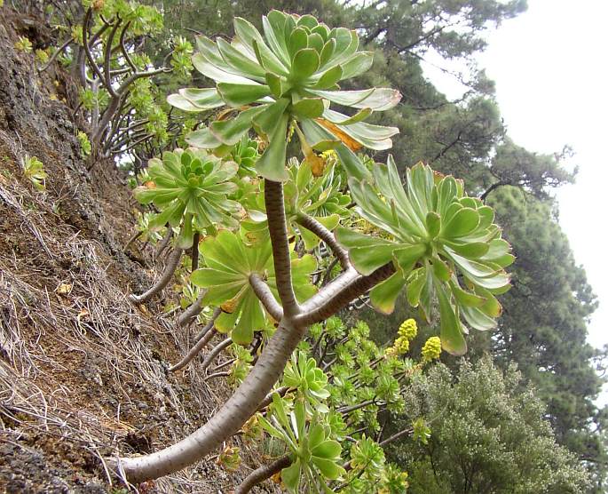 Aeonium arboreum subsp. holochrysum