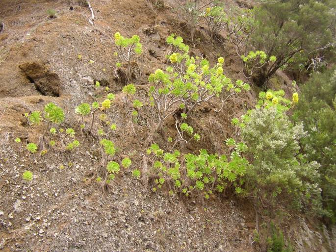 Aeonium arboreum subsp. holochrysum