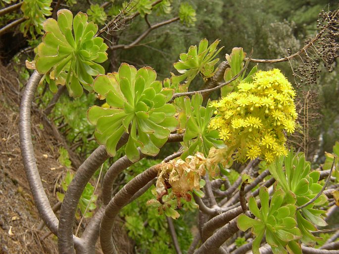 Aeonium arboreum subsp. holochrysum