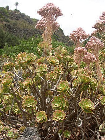 Aeonium lancerottense