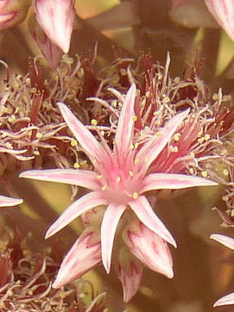 Aeonium lancerottense