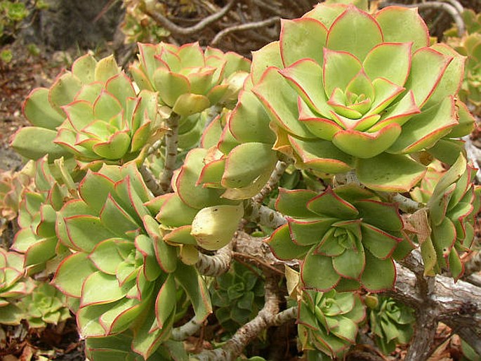 Aeonium lancerottense