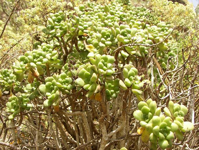 Aeonium lindleyi