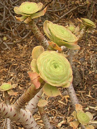 Aeonium arboreum