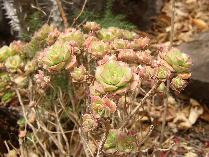 Aeonium mascaense