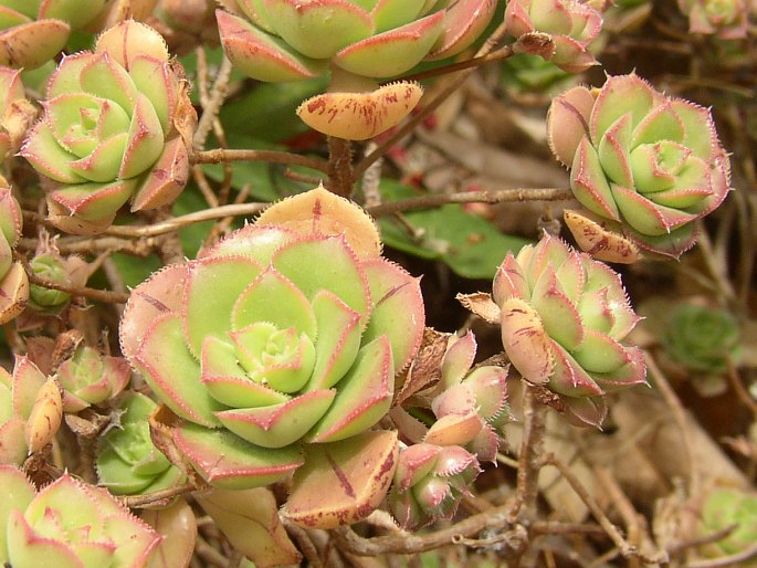 Aeonium mascaense