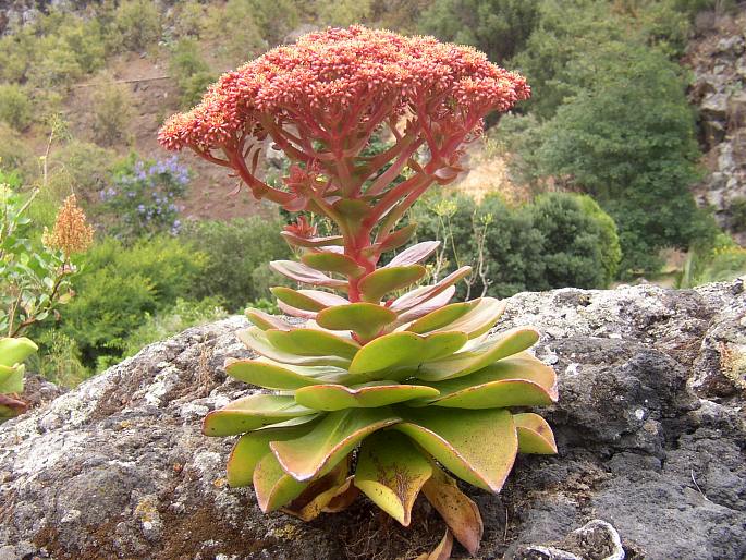 Aeonium nobile