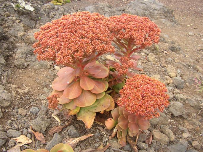 AEONIUM NOBILE Praeger