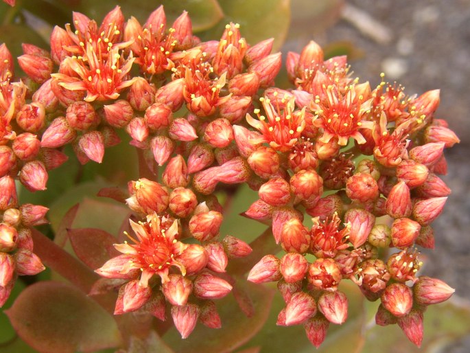 Aeonium nobile