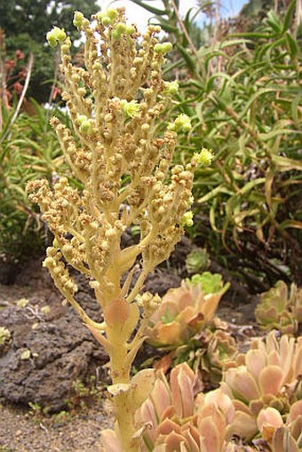 Aeonium palmense