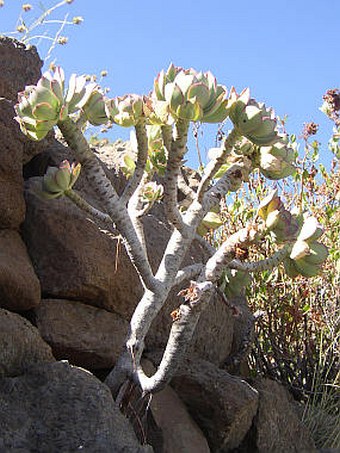 Aeonium percarneum