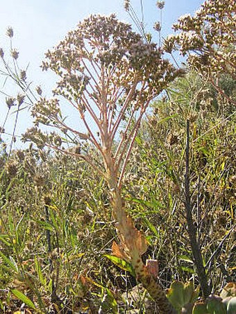 Aeonium percarneum