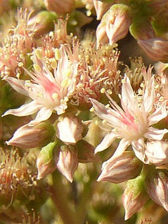 Aeonium percarneum