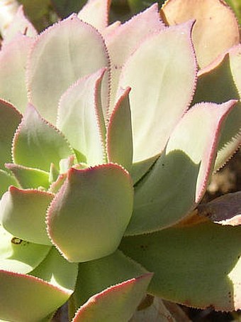 Aeonium percarneum