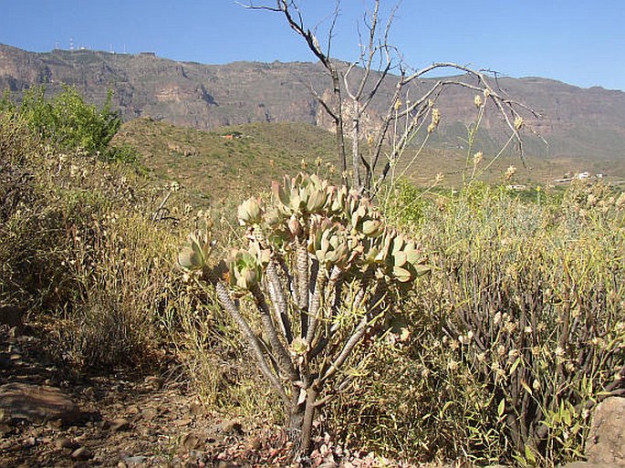 Aeonium percarneum