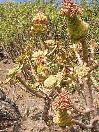 Aeonium rubrolineatum