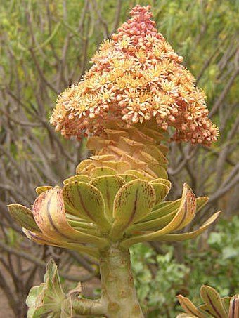 Aeonium rubrolineatum