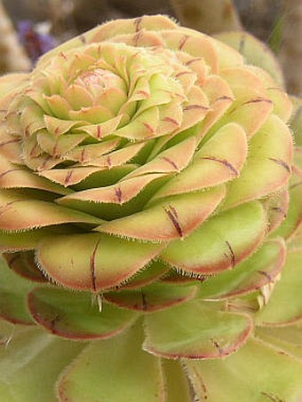 Aeonium rubrolineatum