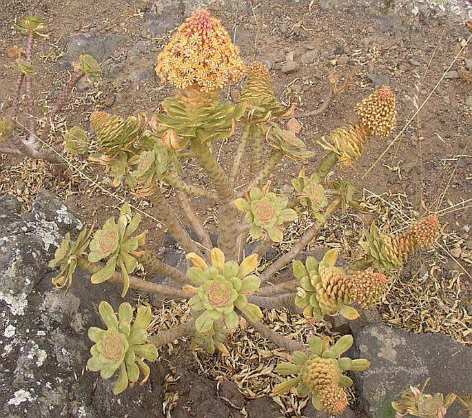 Aeonium rubrolineatum