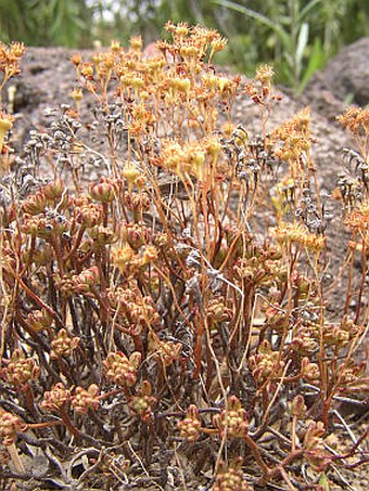 Aeonium sedifolium