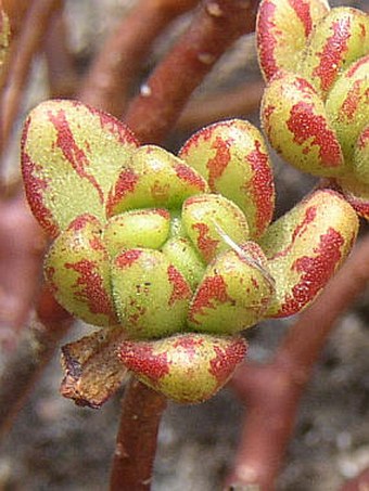 Aeonium sedifolium