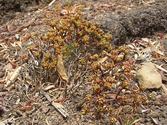 Aeonium sedifolium