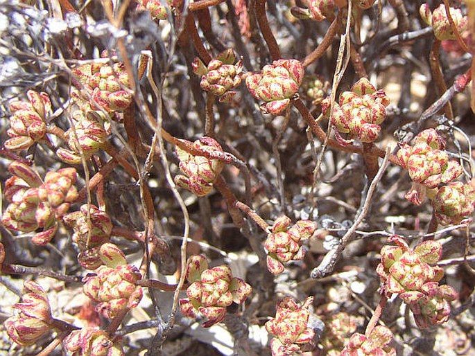 Aeonium sedifolium