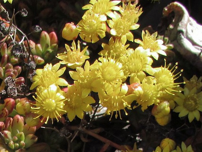 Aeonium sedifolium