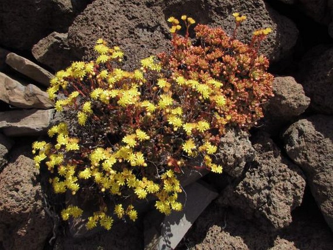 Aeonium sedifolium