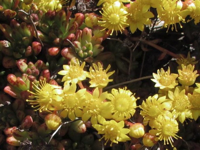 AEONIUM SEDIFOLIUM (Webb ex Bolle) Pit. et Proust