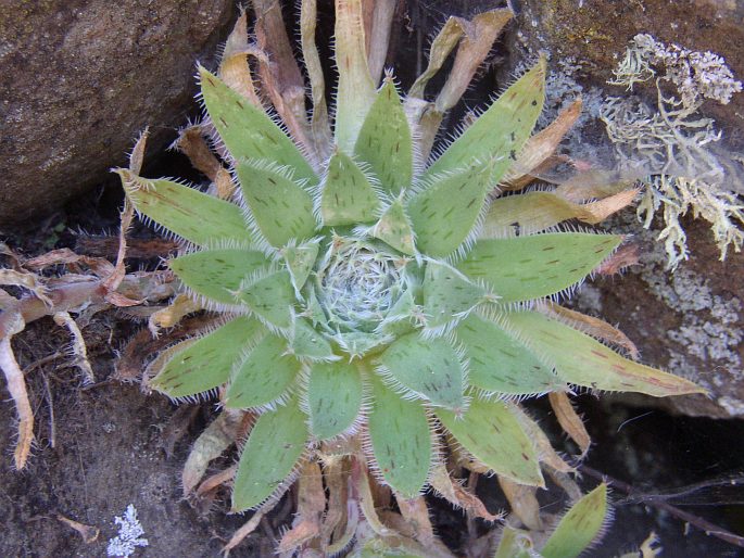 Aeonium simsii